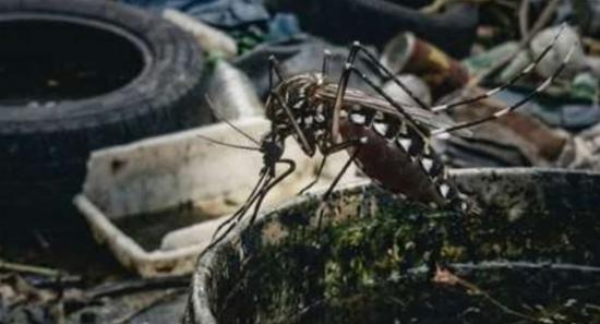 Schools Among Key Mosquito Breeding Locations